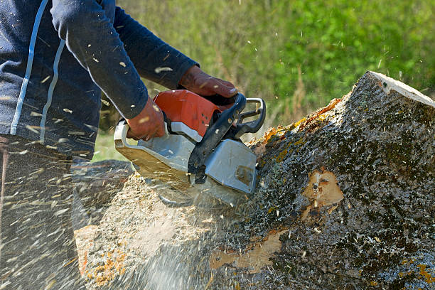 Best Tree and Shrub Care  in Stansbury Park, UT