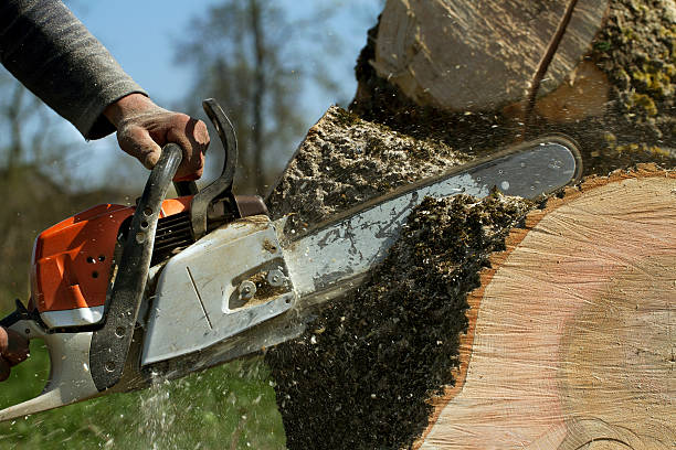 Best Storm Damage Tree Cleanup  in Stansbury Park, UT